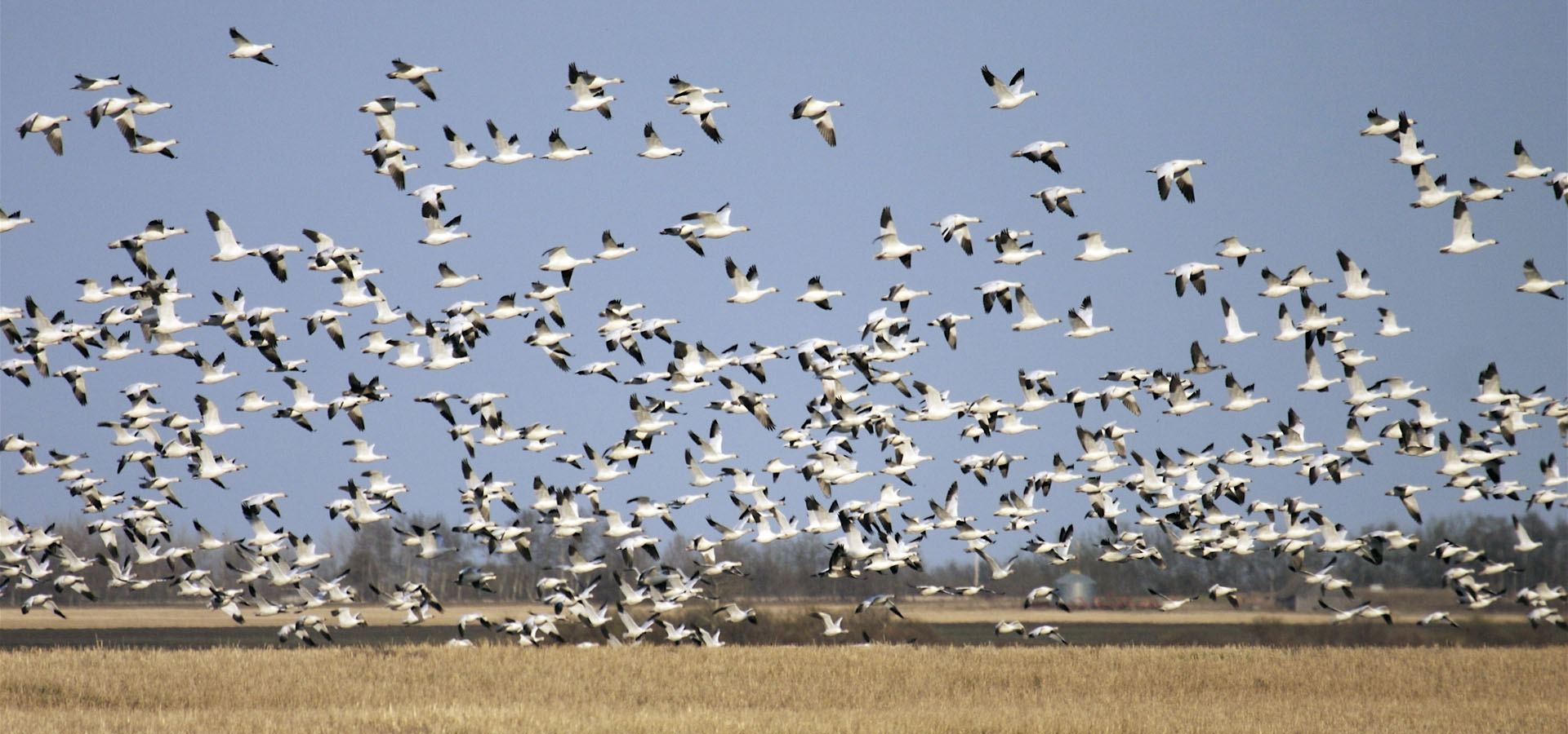 Snow Goose Hunting Canada