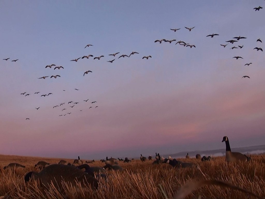 Goose Hunts Duck Hunts | Waterfowl Hunting Saskatchewan Canada Alberta ...