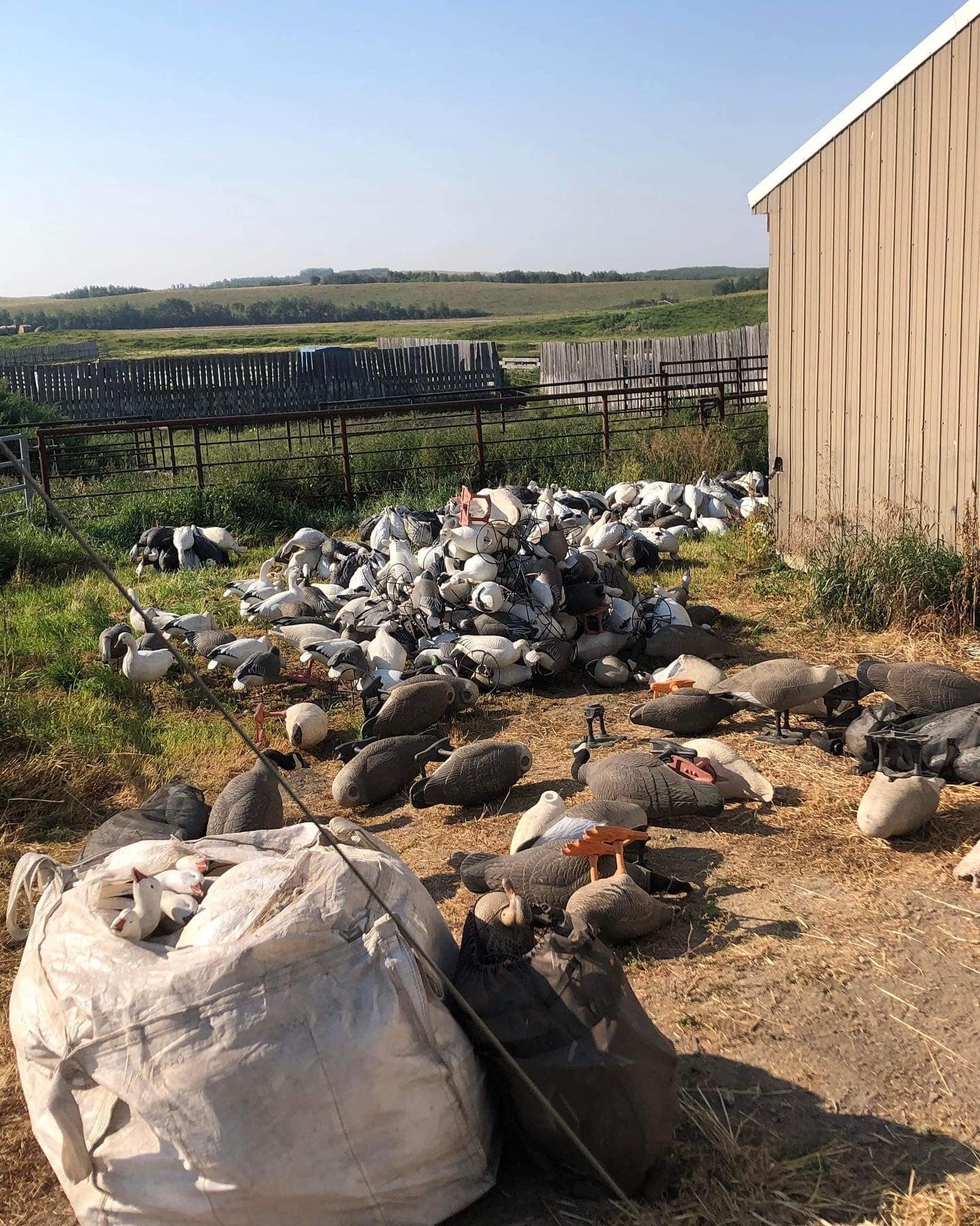 Canada waterfowl hunting blinds and decoys setup Alberta
