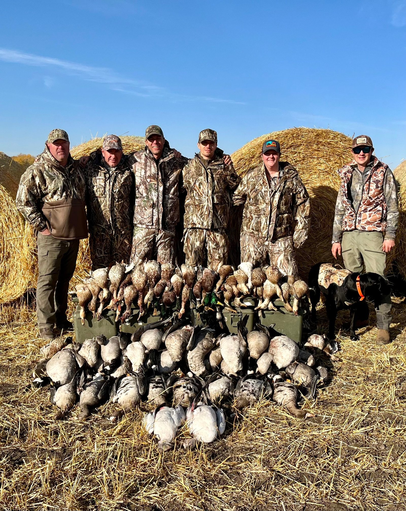 Mallard duck hunting along North Saskatchewan River Canada