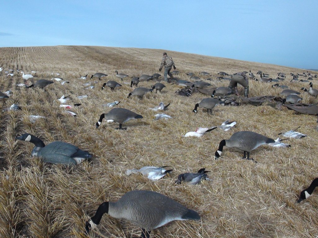 Waterfowl duck and goose hunters in field Alberta Canada