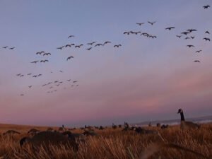 Canada waterfowl hunting with guided outfitters Alberta Canada