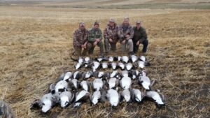 Canada goose hunting in Alberta Canada