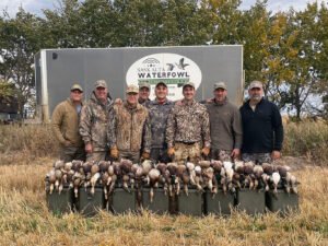 Mallard duck hunting along North Saskatchewan River Canada